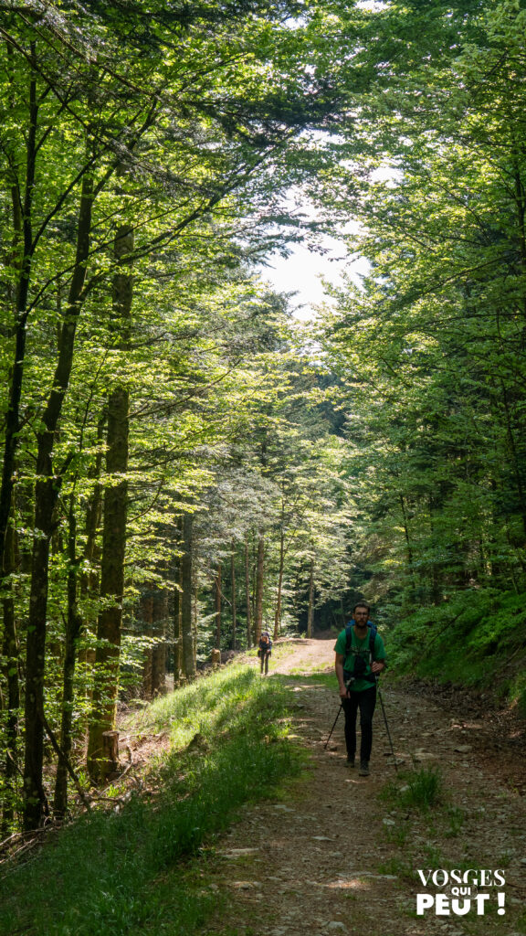 Randonneur dans une forêt du massif des Vosges