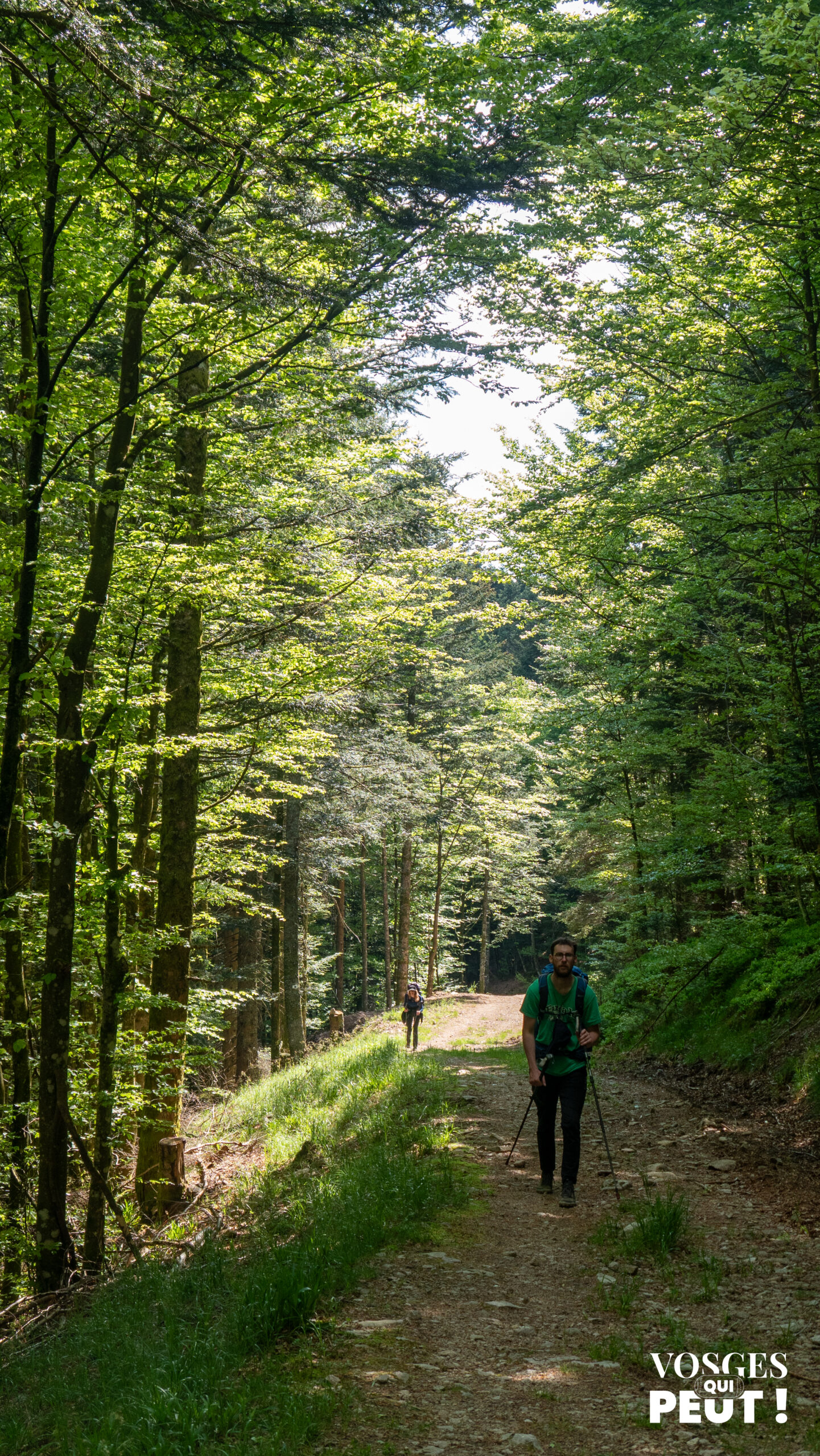 Randonneur dans une forêt du massif des Vosges