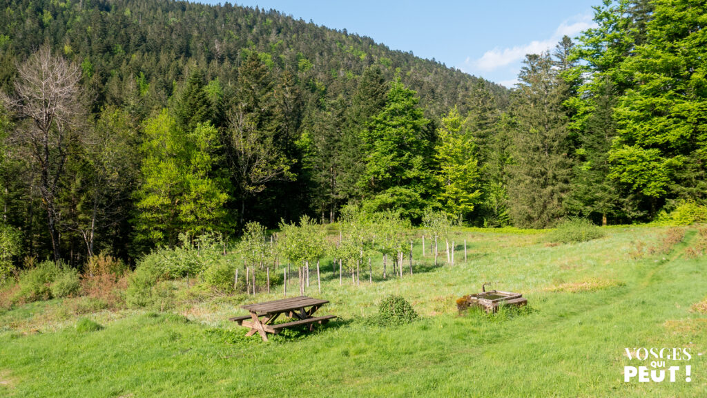 Fontaine et tables de pique nique dans le massif des Vosges