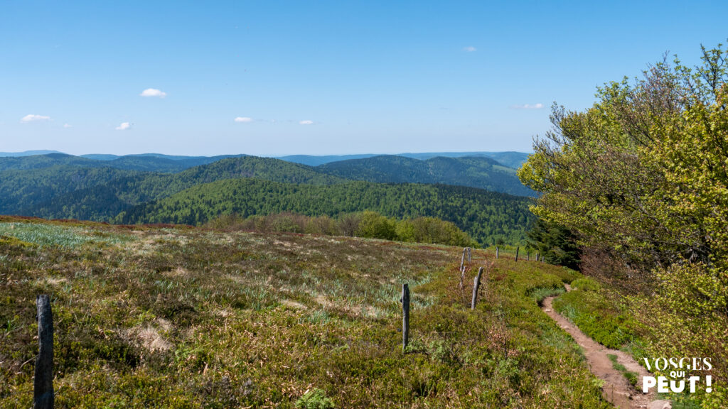 Vue sur les chaumes du massif des Vosges