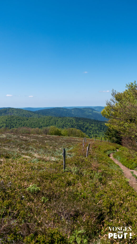 Vue sur les crêtes du massif des Vosges depuis la chaume du Rainkopf