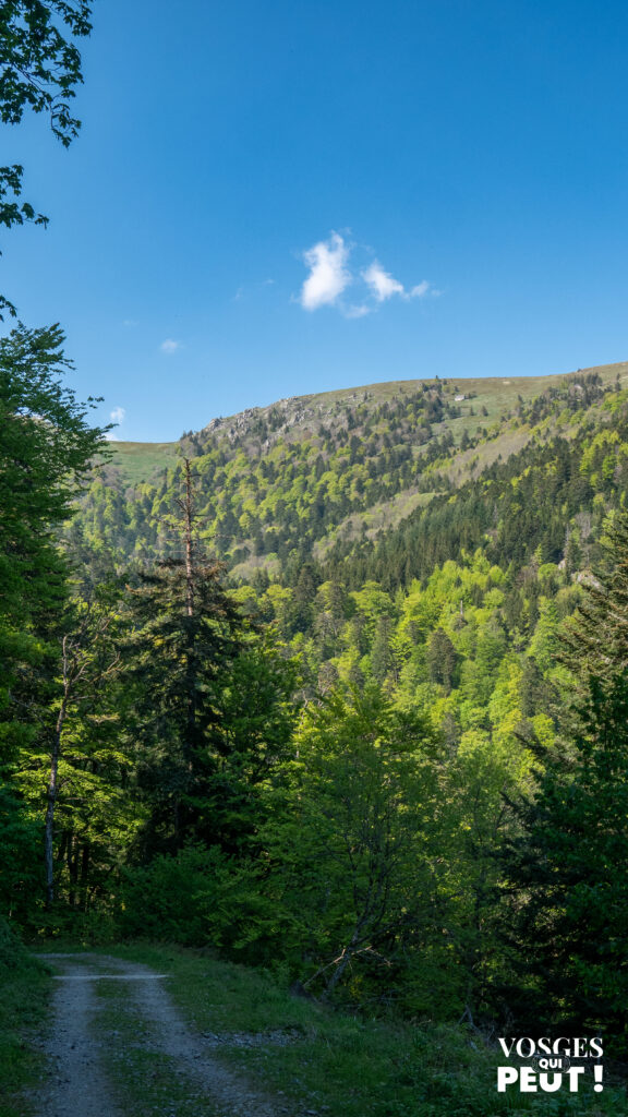 Route forestière dans la vallée de Munster dans le massif des Vosges 