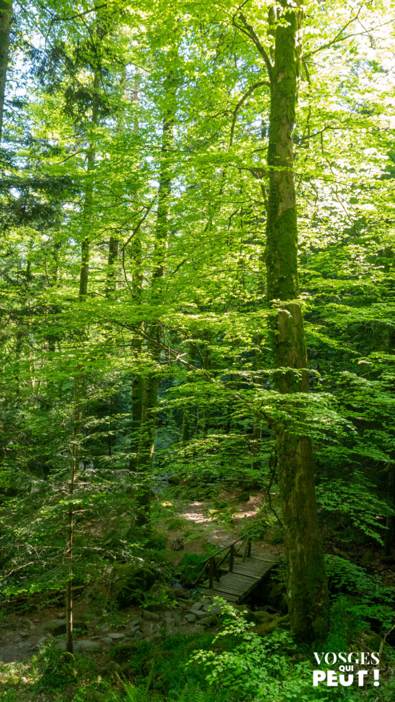 Pont dans la vallée de la Wormsa dans le massif des Vosges
