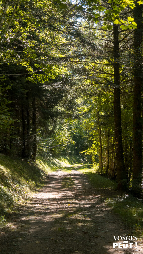 Chemin de randonnée dans le massif des Vosges le long des Grandes Échappées Vosgiennes