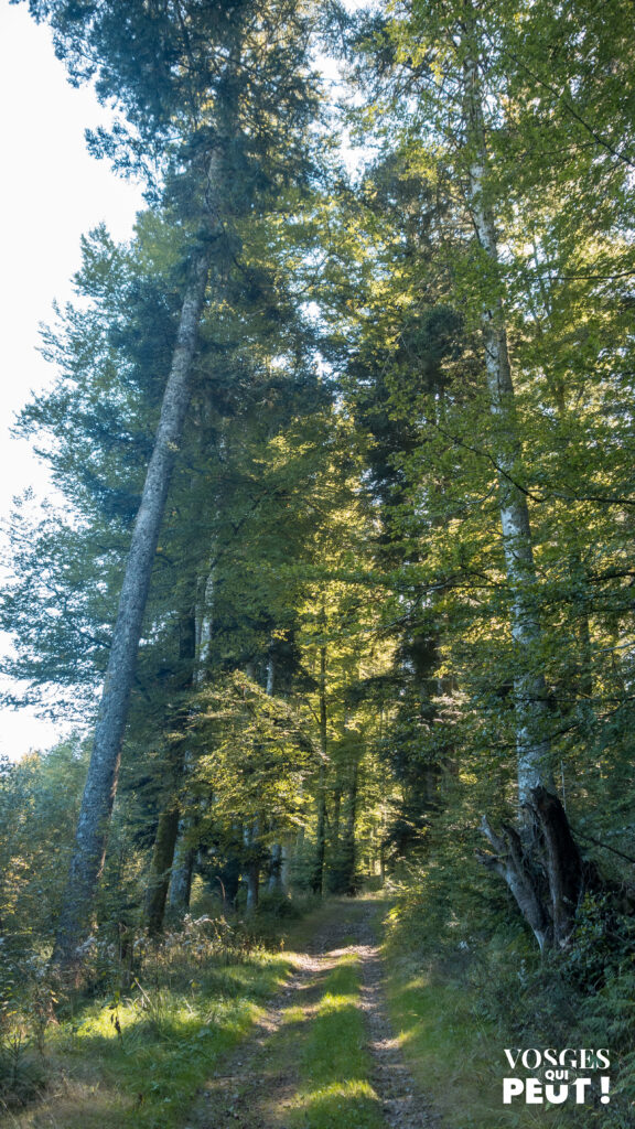Chemin de randonnée le long des Grandes Échappées Vosgiennes dans le massif des Vosges