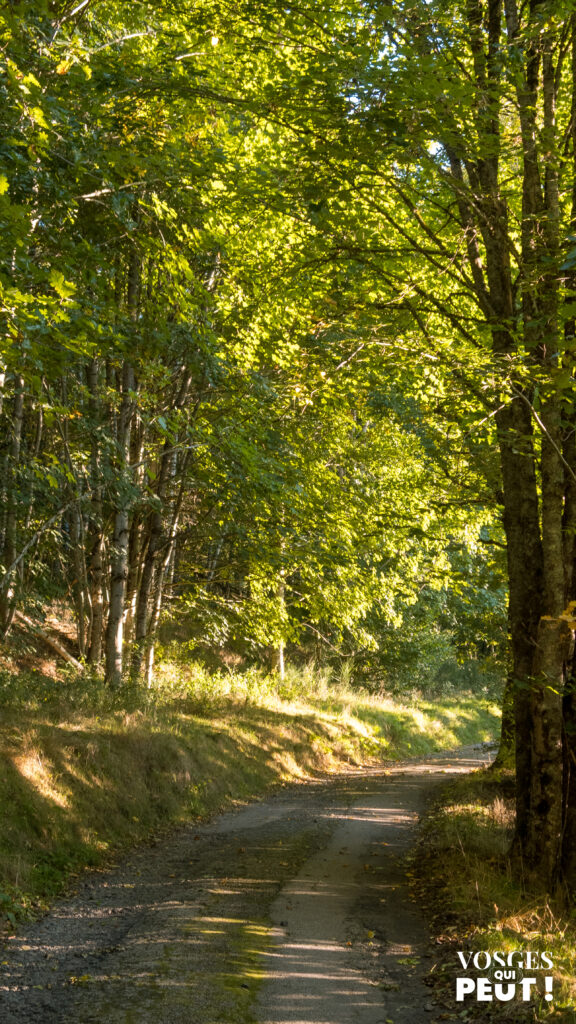 Chemin de randonnée dans le massif des Vosges sur les Grandes Échappées Vosgiennes