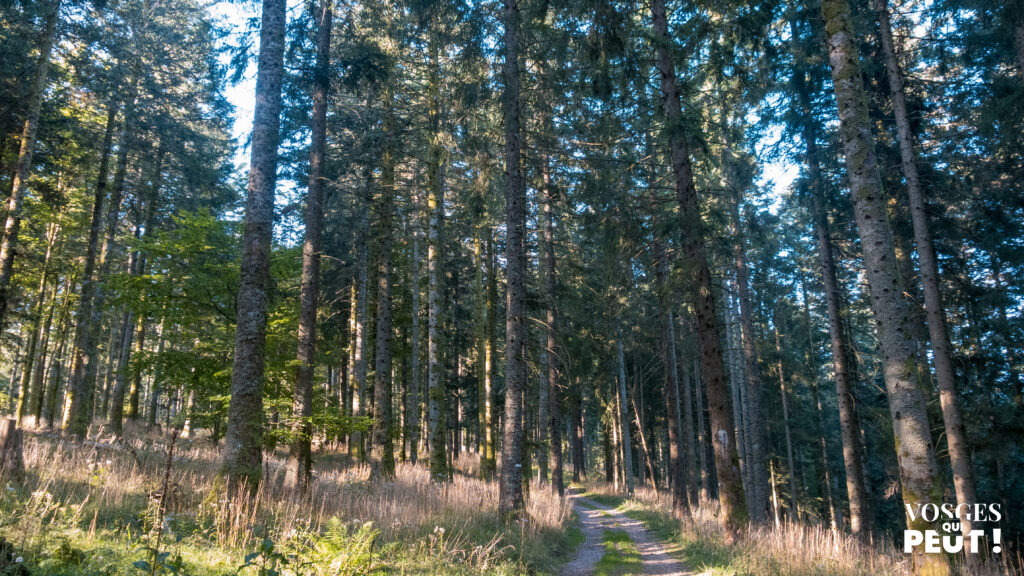 Forêt dans le massif des Vosges