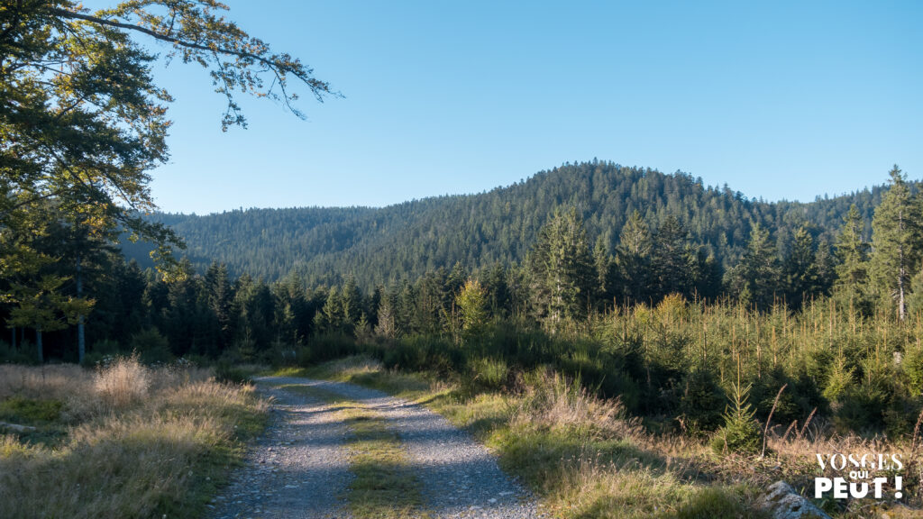 Chemin forestier dans le massif des Vosges
