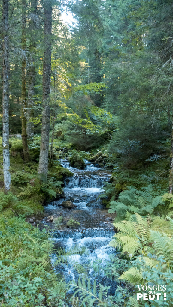 Rivière dans le massif des Vosges le long des Grandes Échappées Vosgiennes