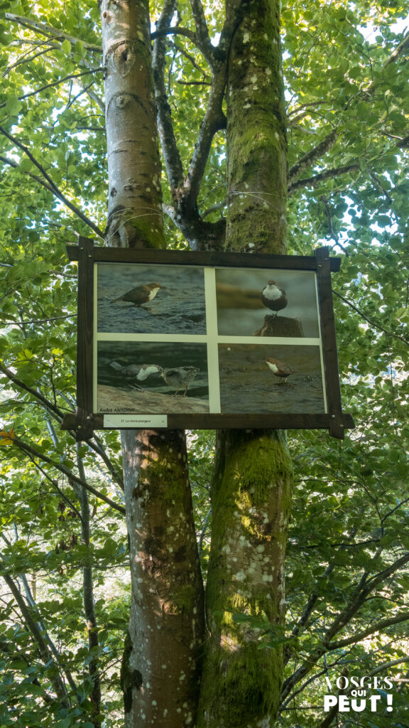 Expo photo dans le défilé de Straiture
