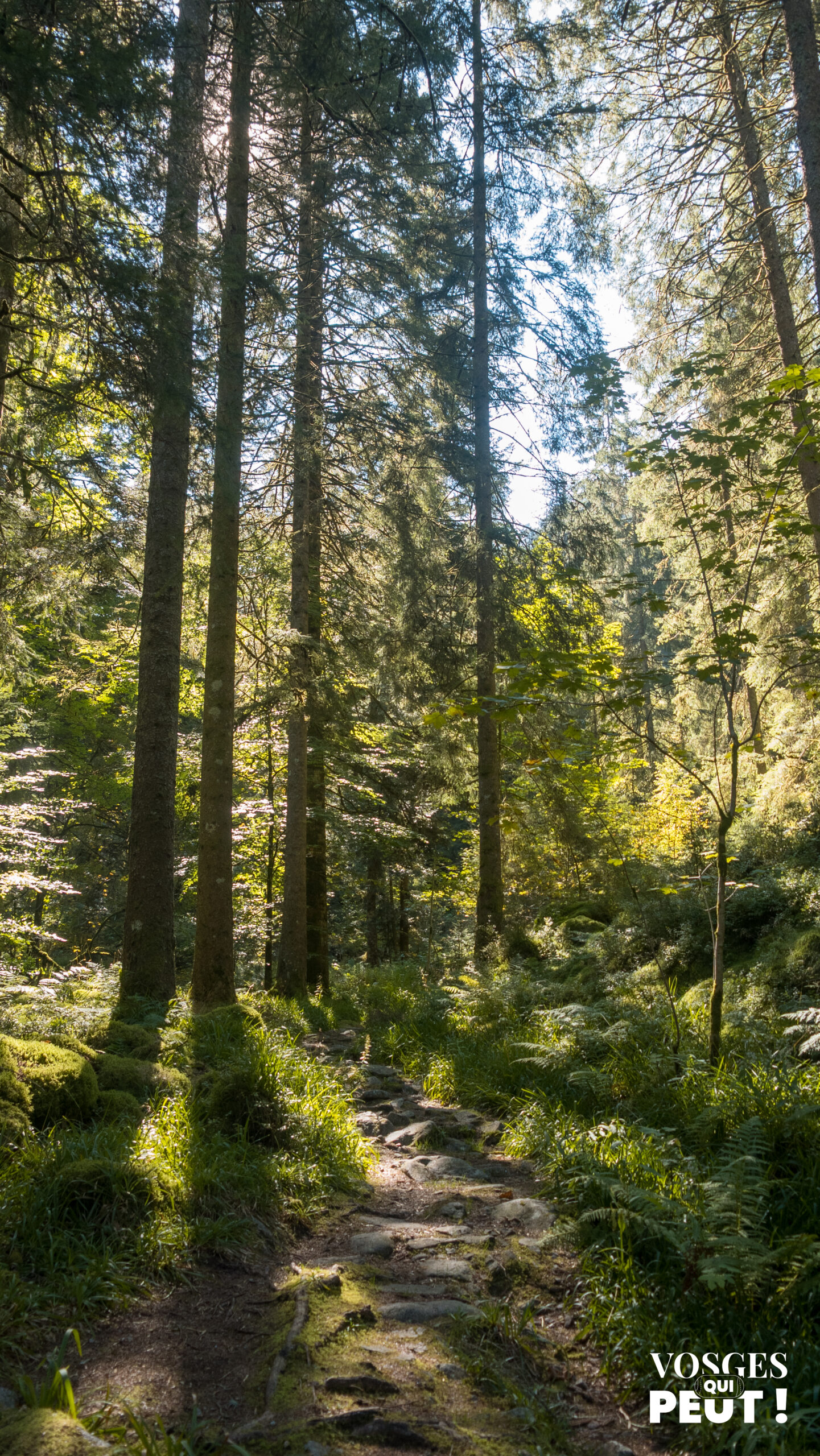 Dans le défilé de Straiture, massif des Vosges