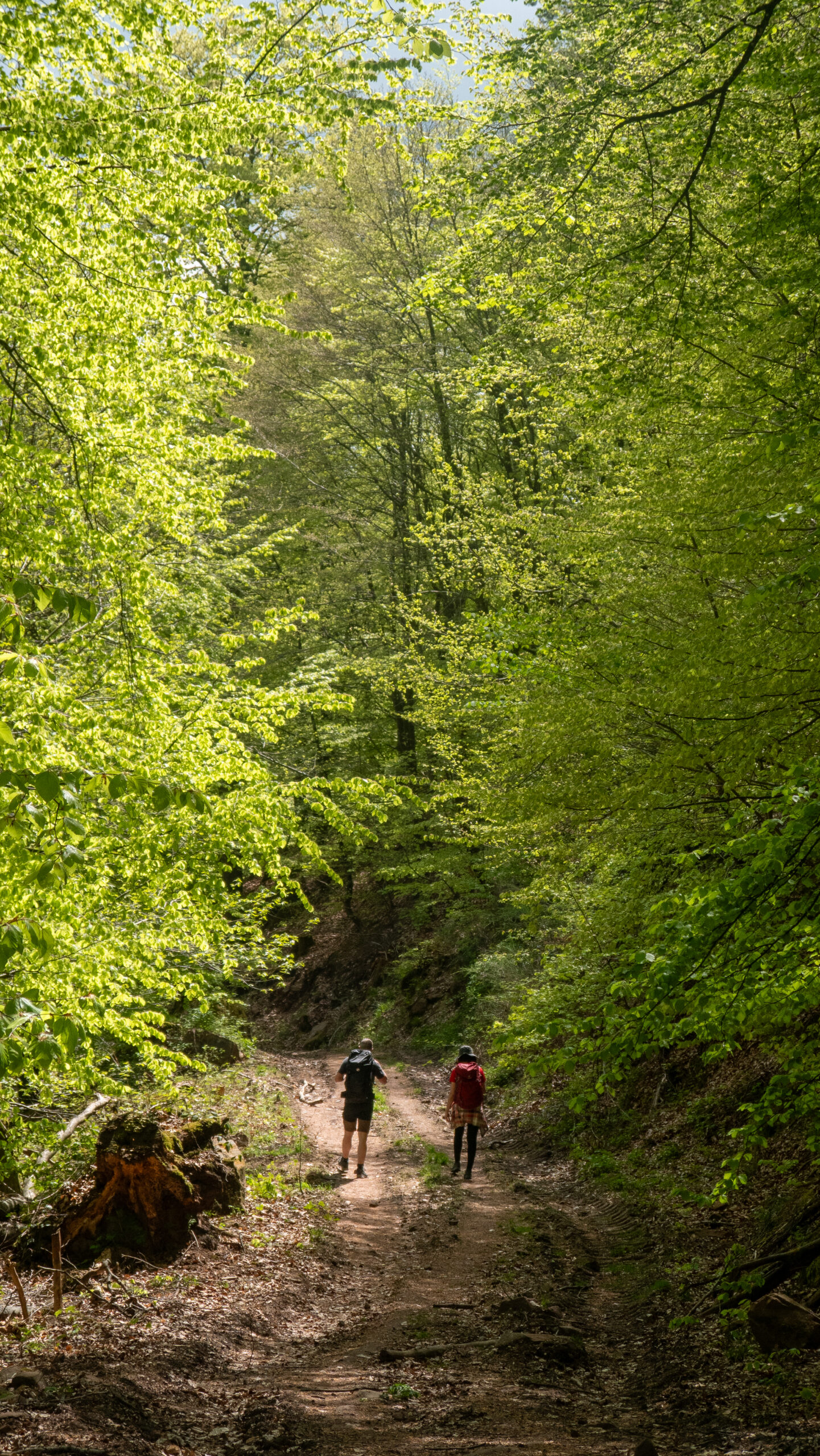 Randonneurs dans une forêt du massif des Vosges