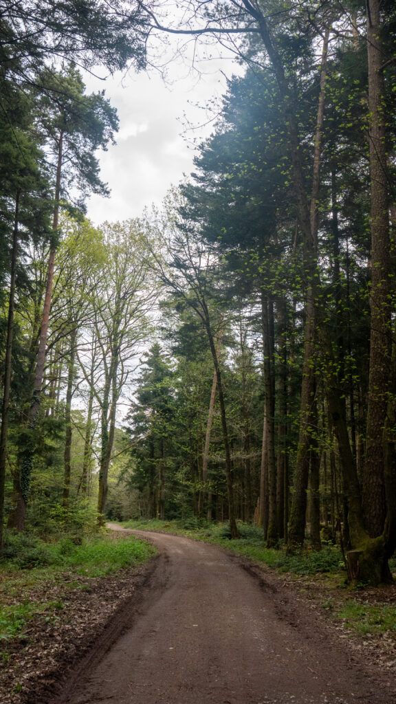 Forêt du Tannenwald dans le massif des Vosges