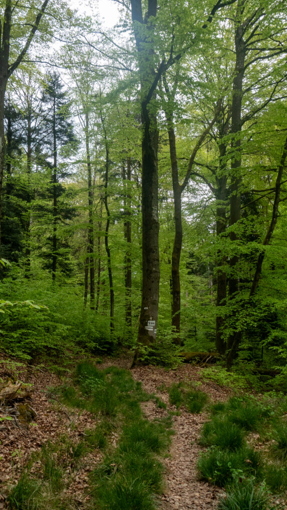 Forêt du Tannenwald dans le massif des Vosges