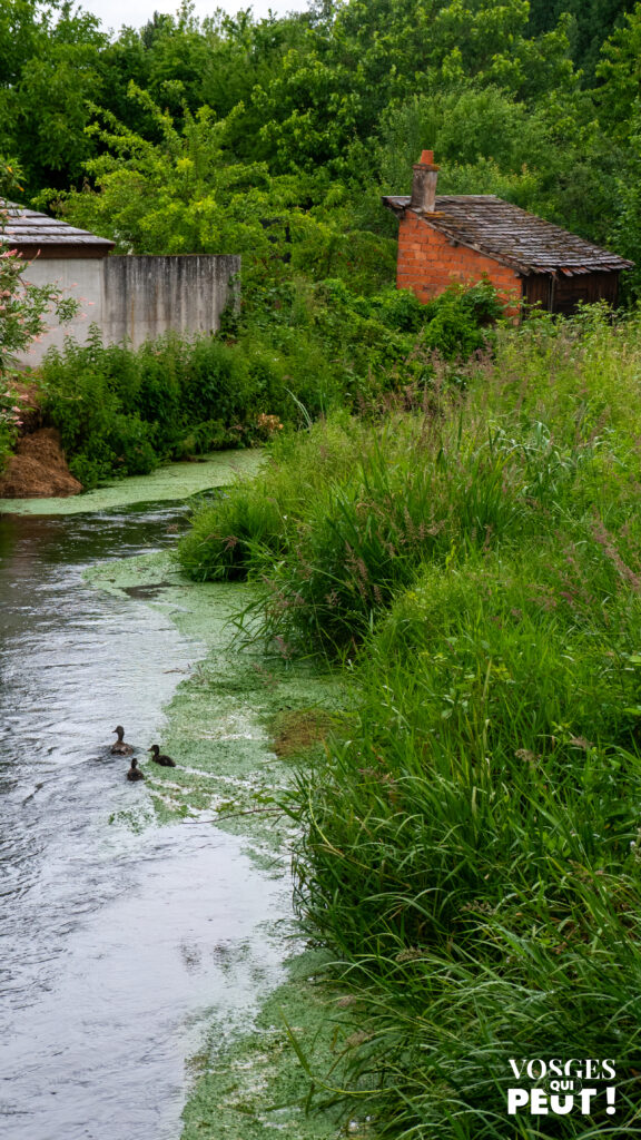 La Moder proche de Ingwiller dans les Vosges du Nord