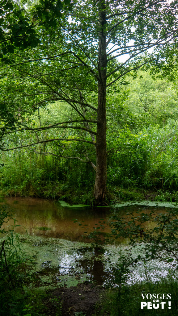 La Moder proche de Ingwiller dans les Vosges du Nord