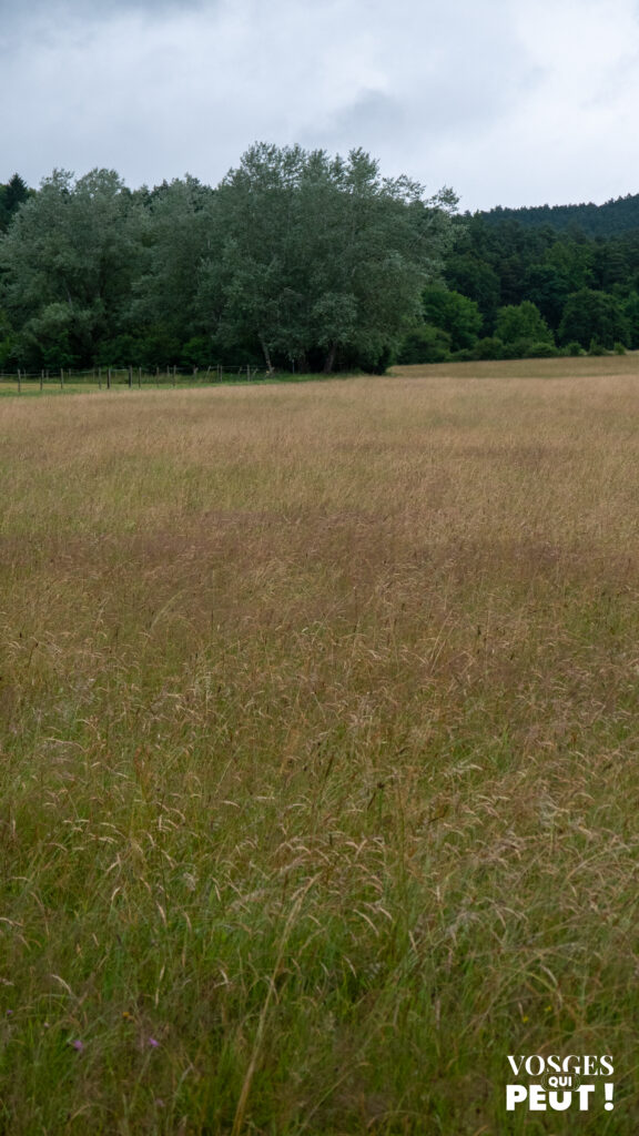 Paysage ouvert de prairies dans les Vosges du Nord