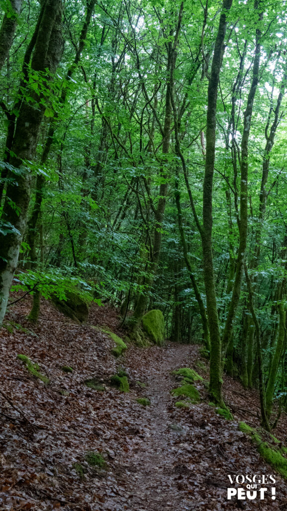 Sentier de randonnée dans les Vosges du Nord