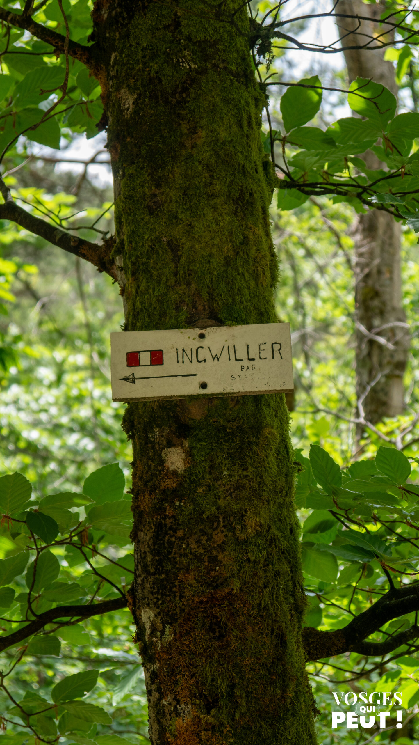 Balisage de randonnée dans les Vosges du Nord