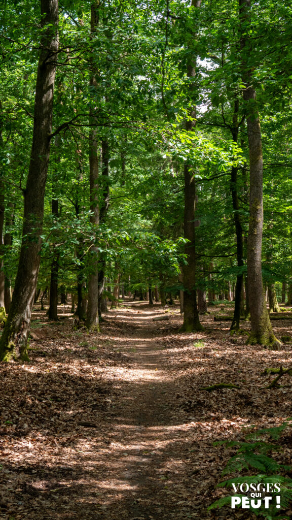 Forêt autour d'Ingwiller dans les Vosges du Nord