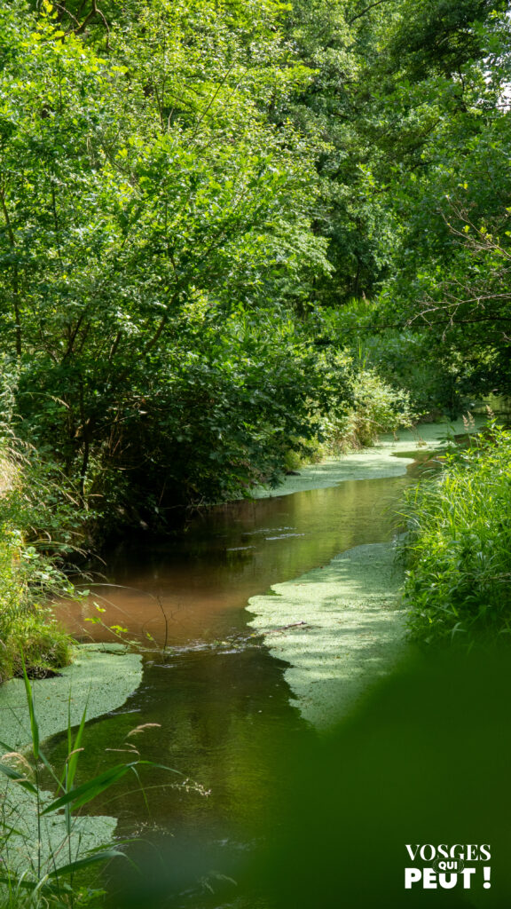 La Moder près de Ingwiller dans les Vosges du Nord