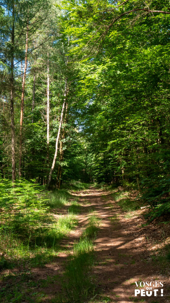 Sentier forestier ombragé lors d'une rando dans les Vosges du Nord
