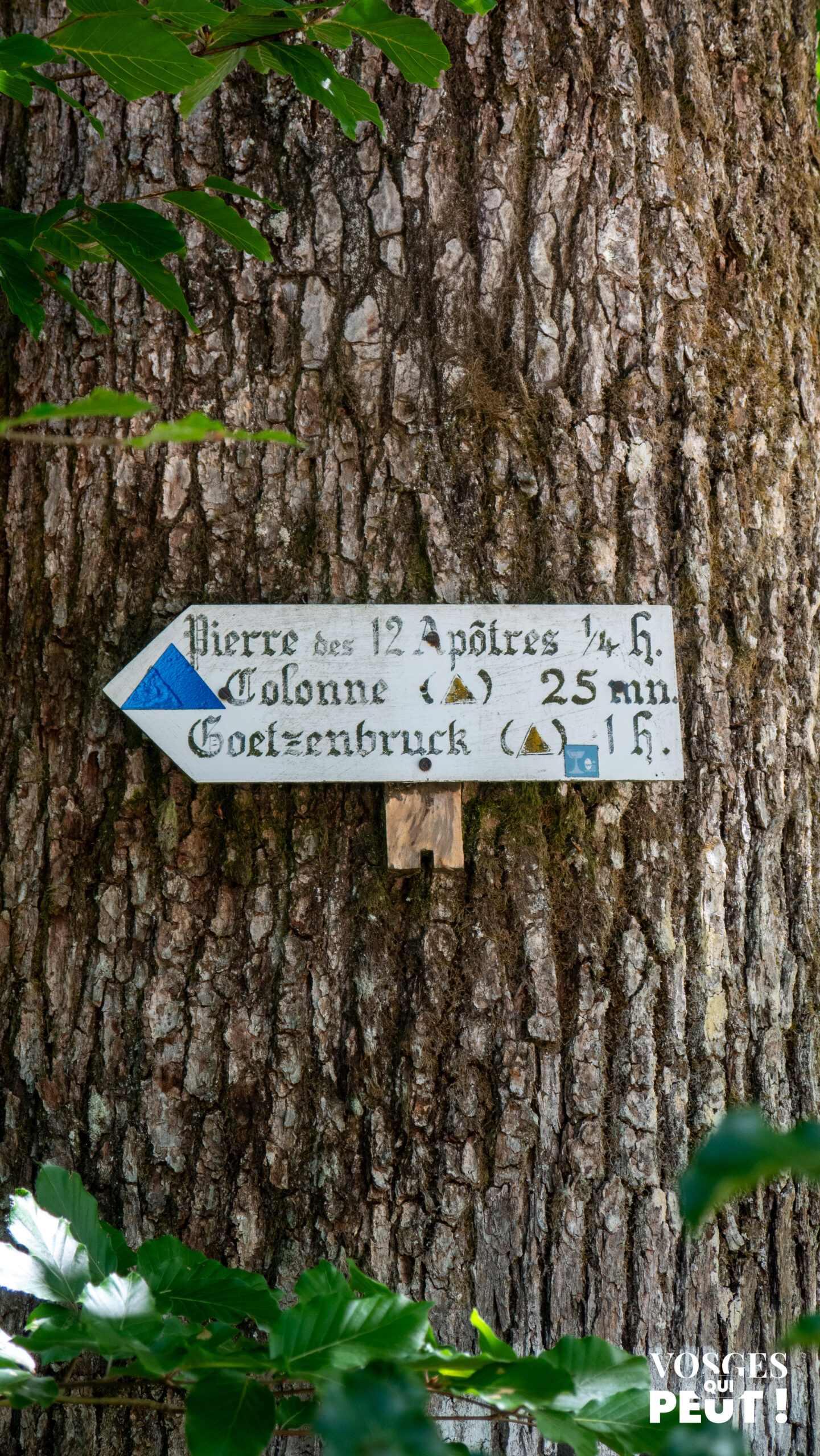 Écorce d’arbre en gros plan dans la forêt des Vosges du Nord lors de la rando Hanau à La Petite-Pierre