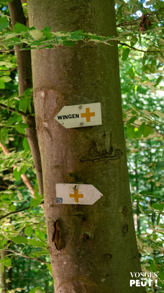 Panneau de balisage sur un arbre en forêt dans les Vosges du Nord