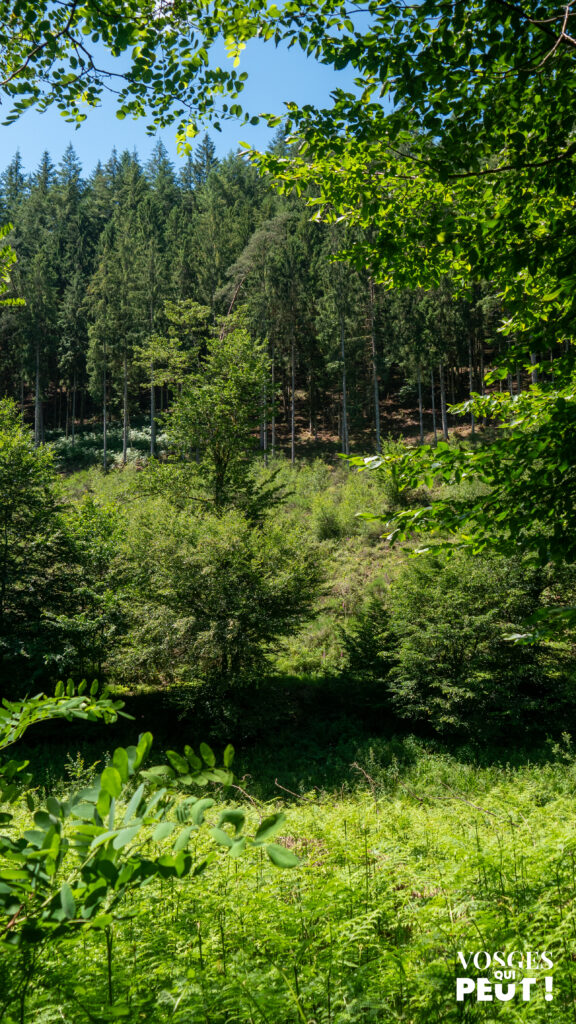 Vue sur la canopée d'une forêt de conifères dans les Vosges du Nord