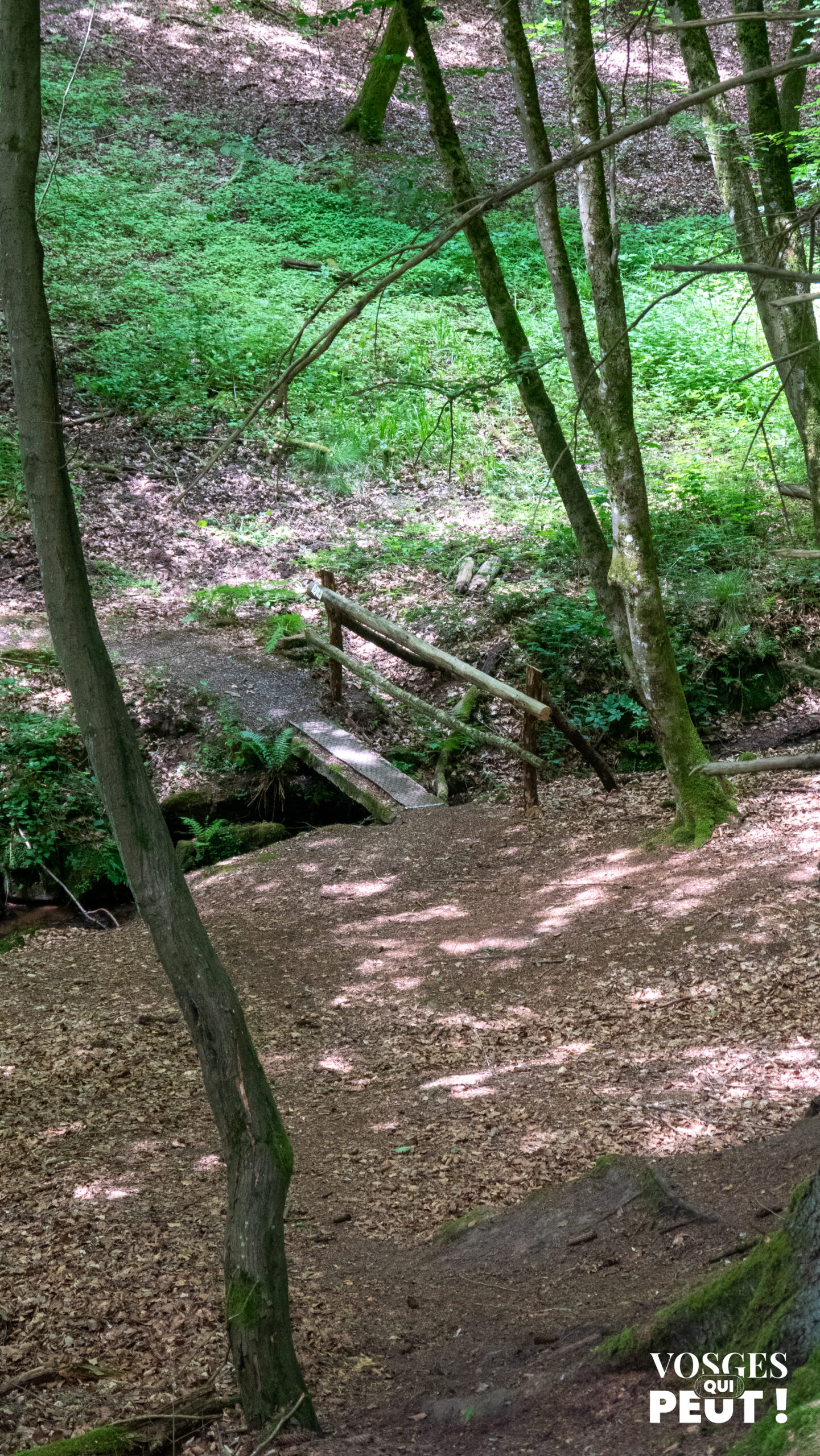 Sentier forestier avec une passerelle en bois traversant un ruisseau dans un sous-bois dans les Vosges du Nord