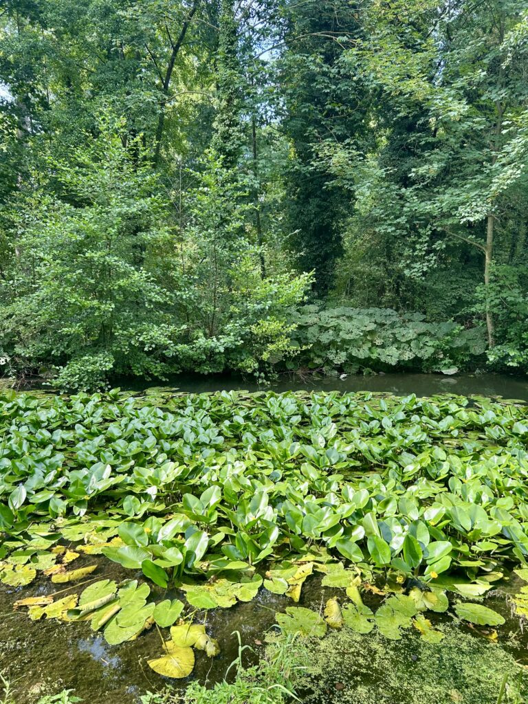 Balade poussette Strasbourg : tapis de nénuphars sur le canal de la Bruche, au pied d'une végétation dense