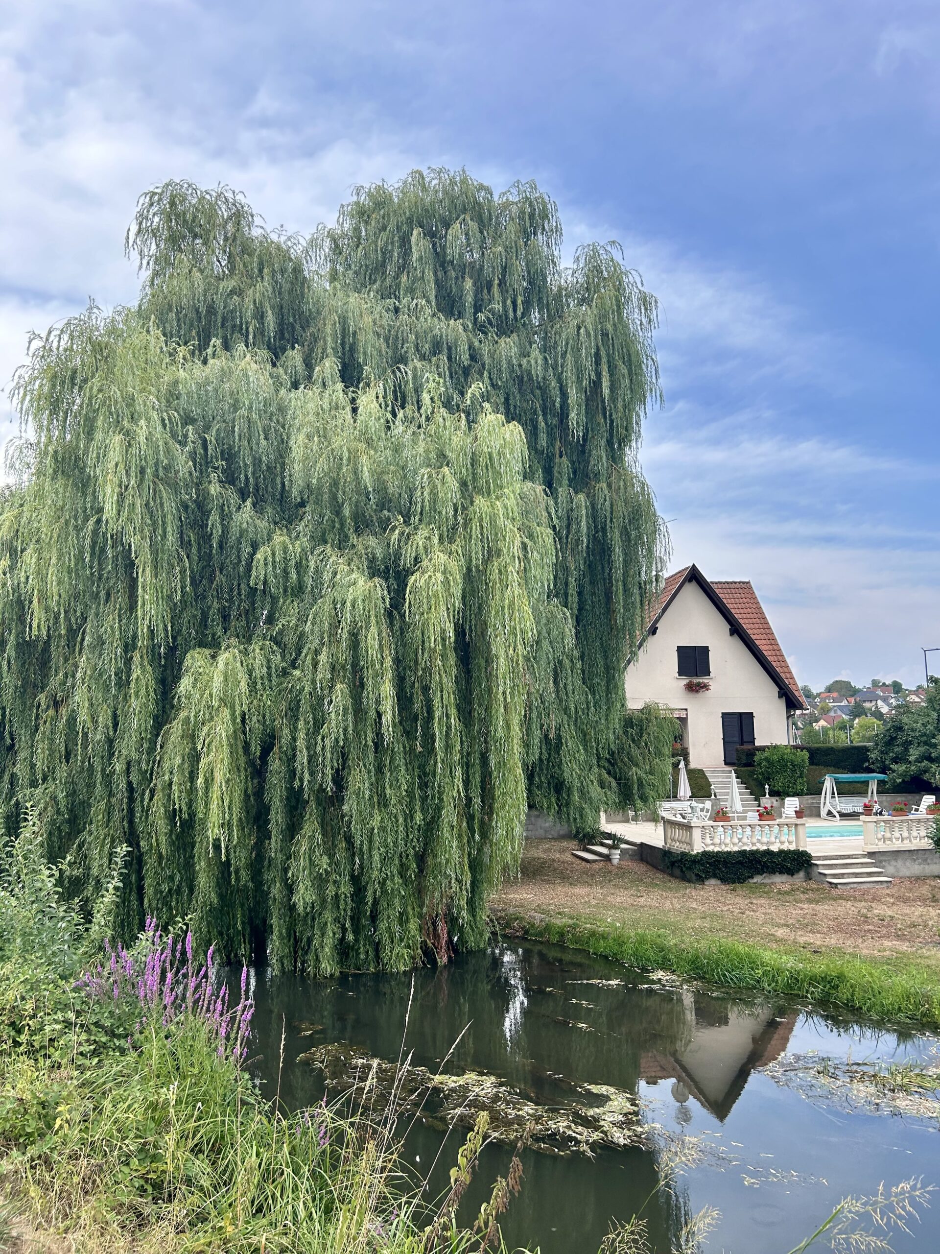 Balade poussette Strasbourg : saule pleureur et maison blanche se reflétant dans le canal de la Bruche