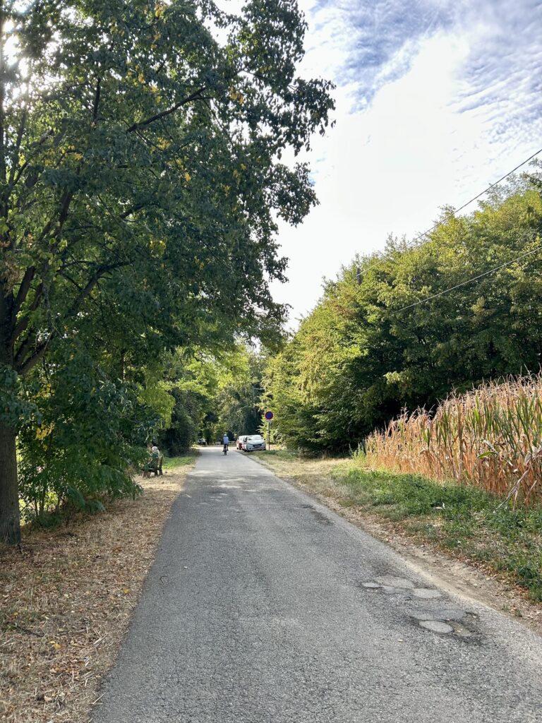 Balade poussette Strasbourg : route étroite et bitumée de la Piste des Forts, bordée d'arbres et de hautes herbes