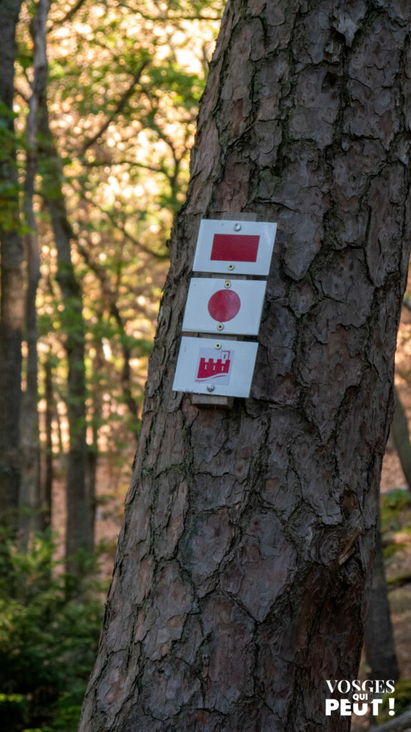 Balisage du Club Vosgien sur un tronc : rectangle rouge du GR5, disque rouge et symbole du Chemin des châteaux forts d'Alsace