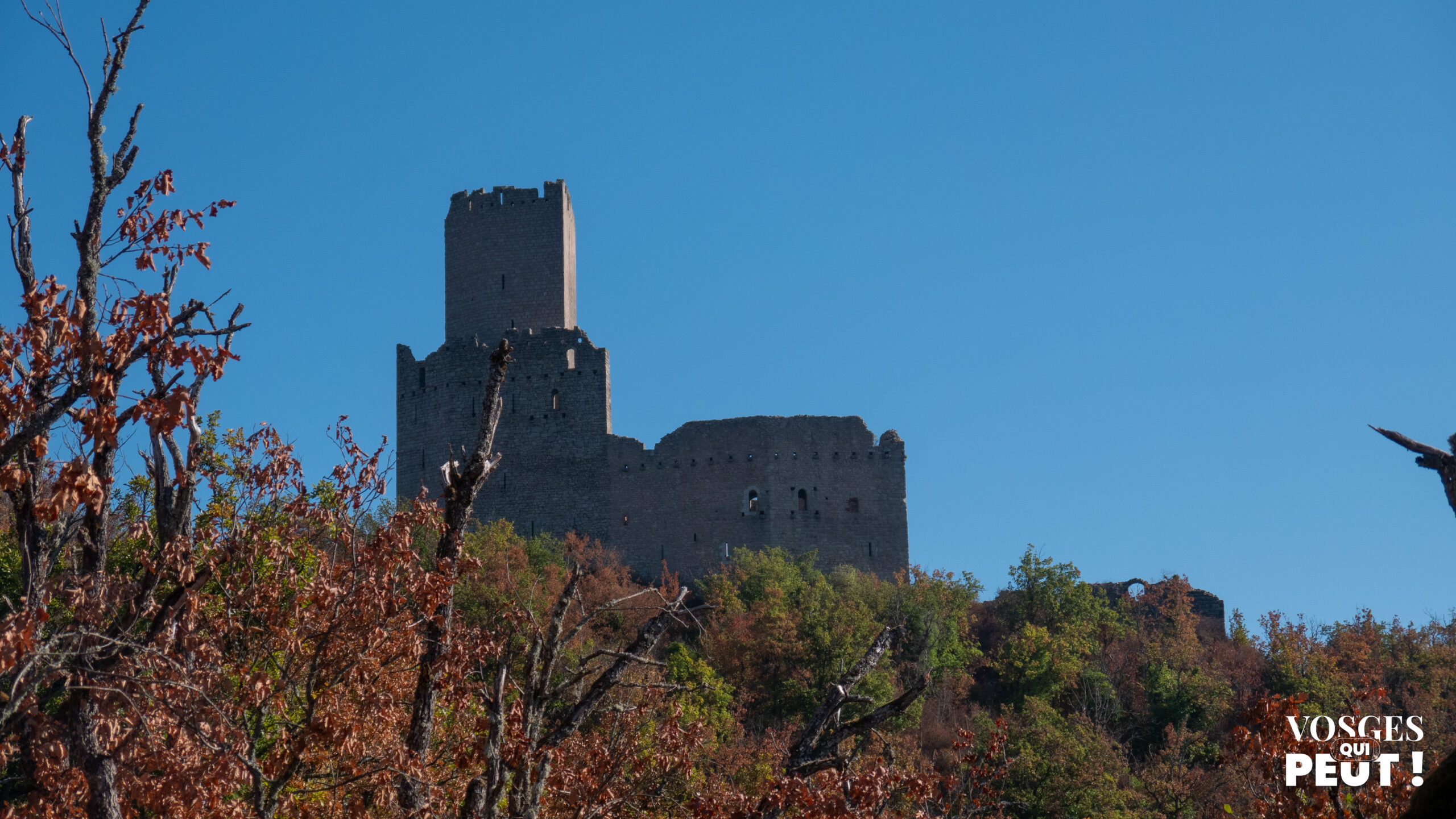 Le château de l'Ortenbourg et son donjon au-dessus des arbres d'automne, à Scherwiller
