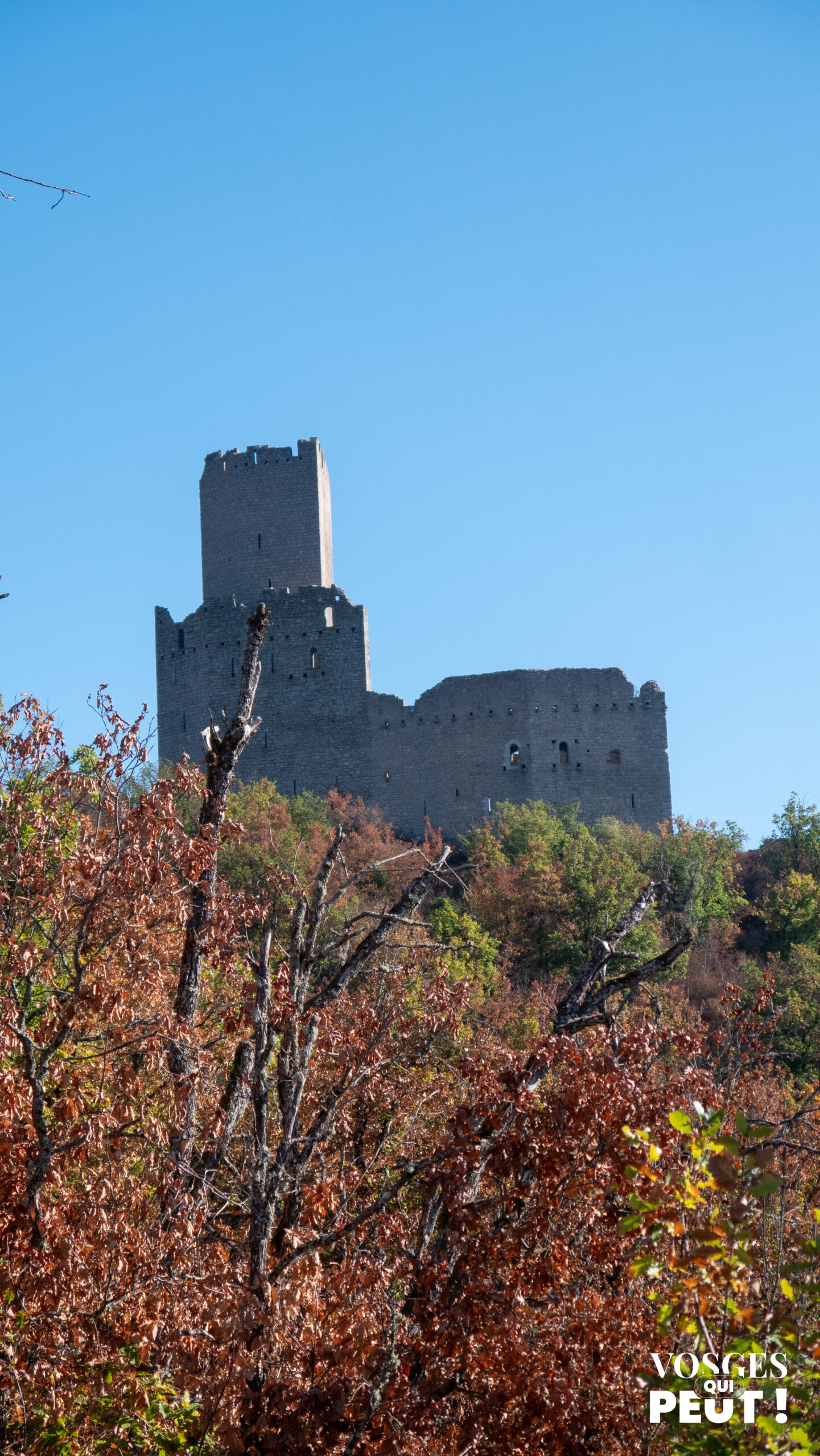 Le donjon du château de l'Ortenbourg au-dessus des arbres, vu depuis le Ramstein