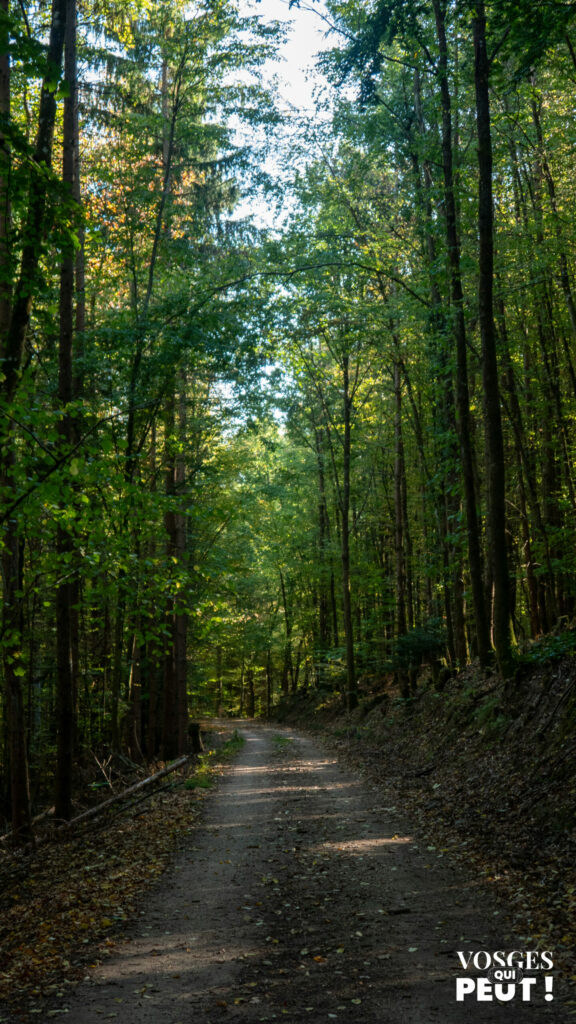 Large chemin forestier dans la descente vers Scherwiller