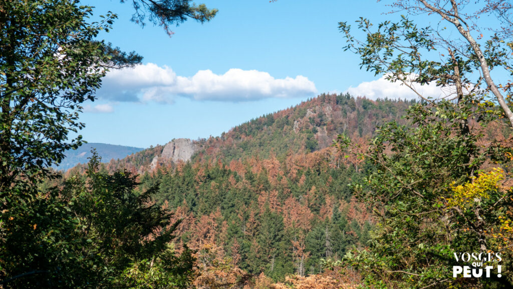 Forêt roussie par la sécheresse et rochers sur une colline, entre l'Ortenbourg et le Bernstein