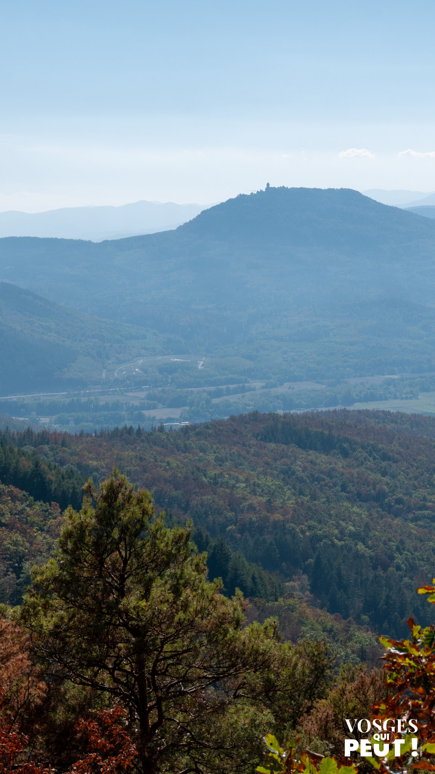 Le Haut-Kœnigsbourg vu depuis le rocher Bellevue, au-dessus de Dambach-la-Ville