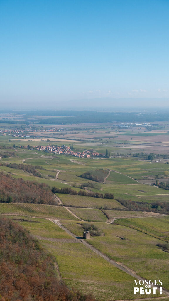 Les vignes de Scherwiller et la plaine d'Alsace vues depuis le château de l'Ortenbourg
