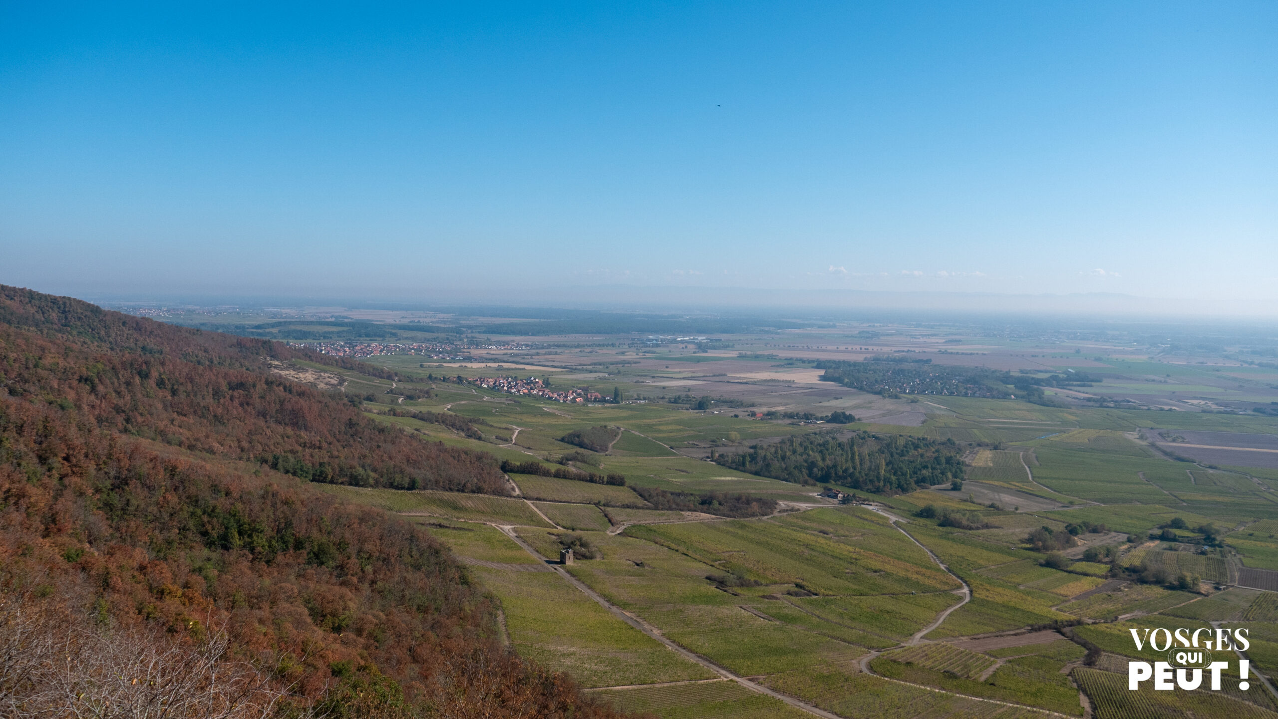 Vue sur le vignoble de Scherwiller et la plaine d'Alsace depuis le château de l'Ortenbourg